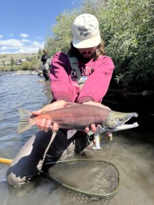 Kokanee salmon run in Almont, Colorado